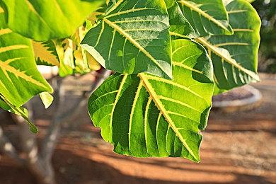 《三国志8重制版》与火凤燎原联动DLC明年免费推出