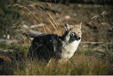 《Total Chaos》试玩发布 《毁灭战士2》MOD重制版